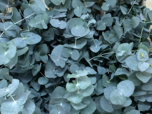 eucalyptus