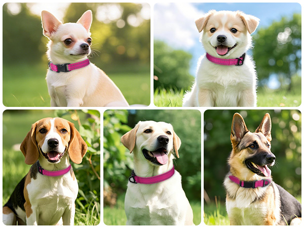 dog collar