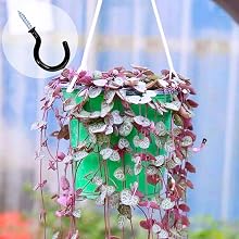 Hanging Plant