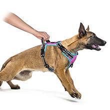 dog harness