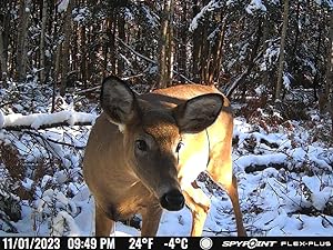 FLEX-PLUS cellular trail camera picture of whitetail deer