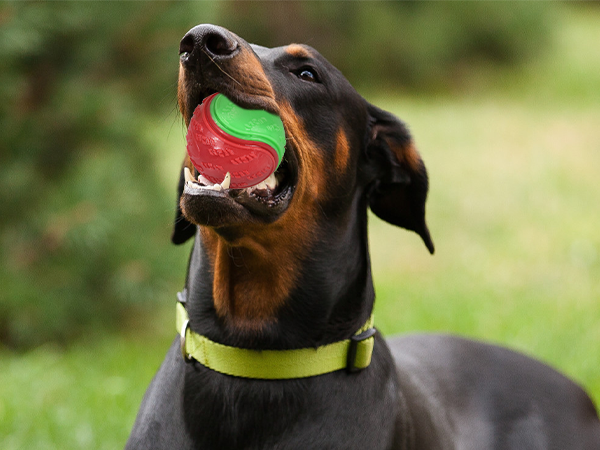 squeaky dog toys