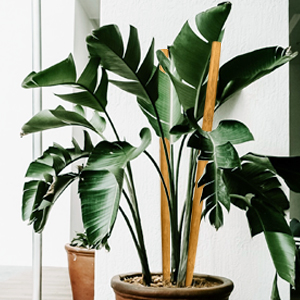 Plant Stakes