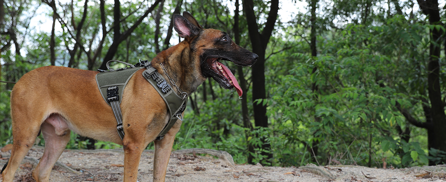 dog vest large