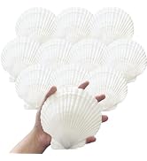 10PCS 4-5 Inch Large Sea Shells White Scallop Shells for DIY Painting Baking Cooking Serving Food...