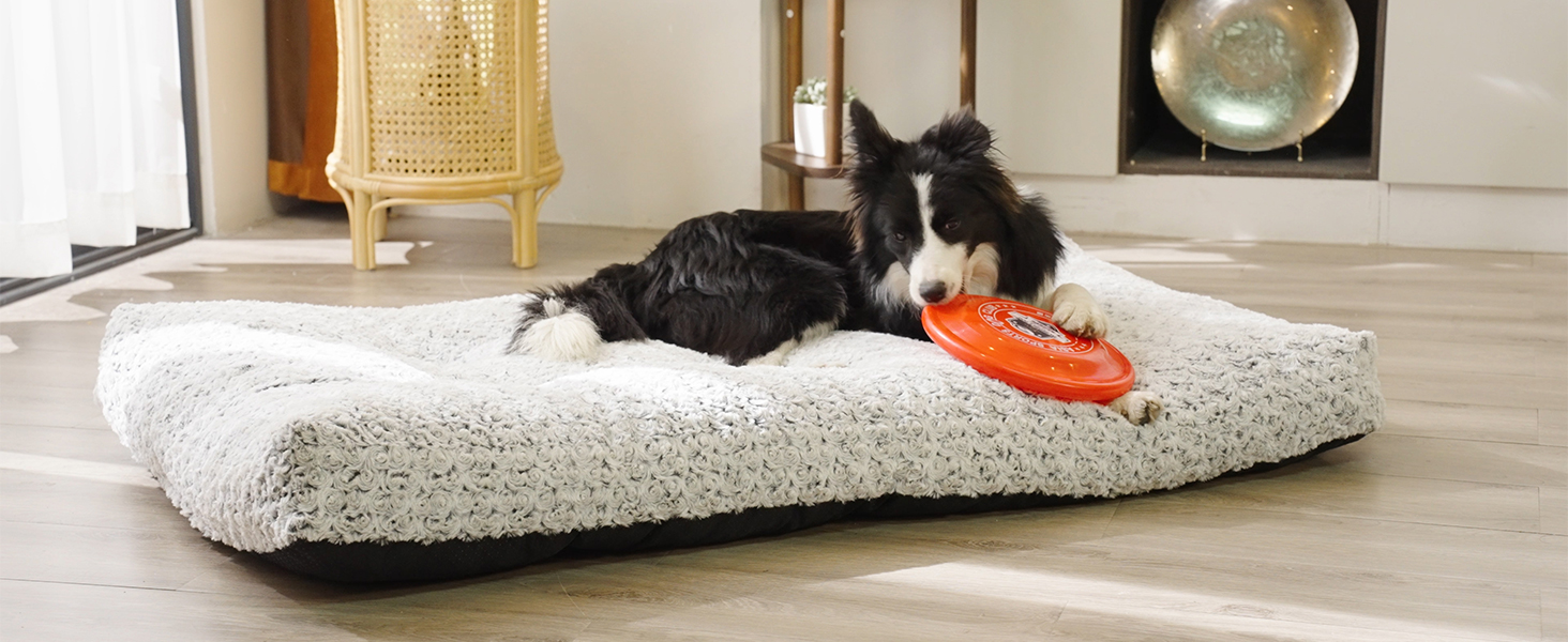 Build on better living with pets!
