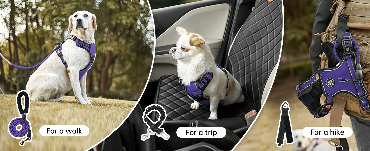 dog harness