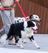 EXCELLENT ELITE SPANKER Reflective Dual Dog Leash Double Dog Leash 5FT Multiple Dog Leash with Pa...