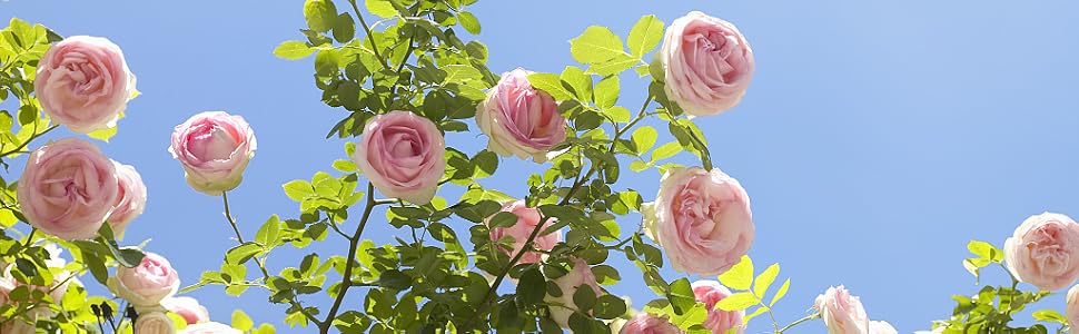 Cut and Hold Pruners
