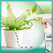 plants vegetables counter tops kids pets