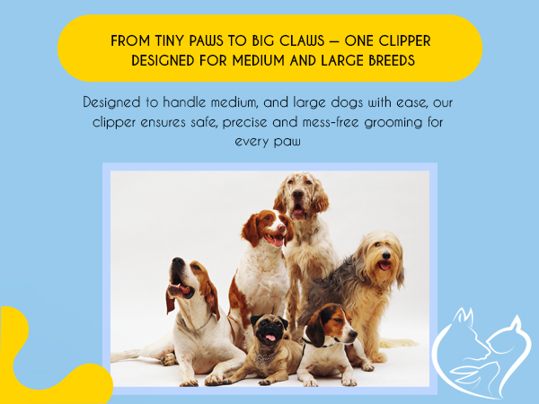 paw care at home