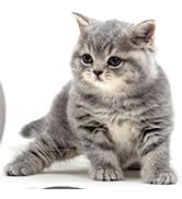 WROSWT No Spill Cat Bowls,Cat Food Bowl,Anti Whisker Fatigue Healthy Ceramic Cats Dishes Set for ...