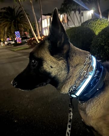 LED DOG COLLAR