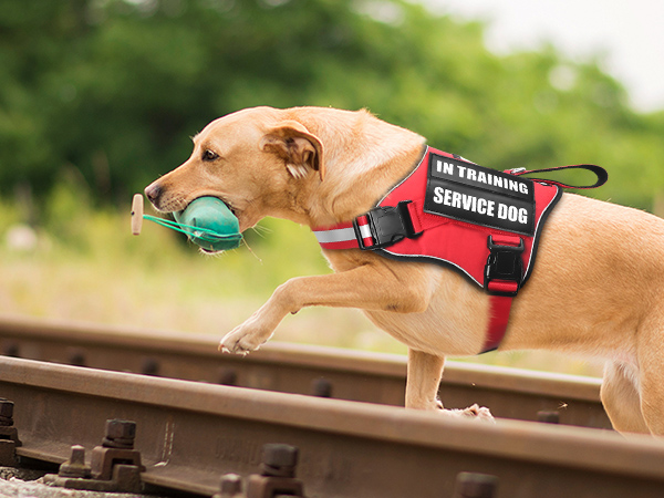 red dog harness for large dogs