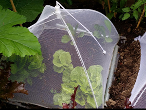 Food Covers for Outside