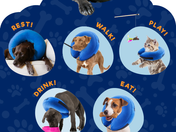 dog cone