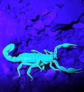 323