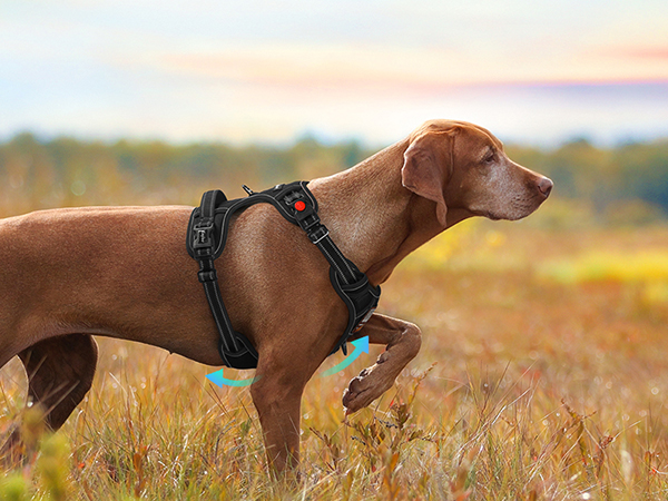 dog harness