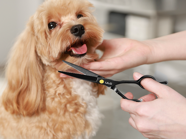 barber shears