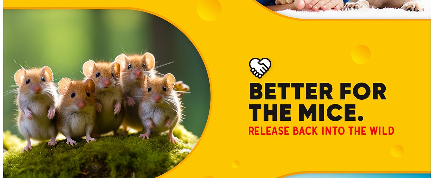 Humane Mouse Traps