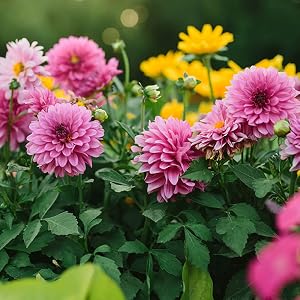 Product image of flowers in yard