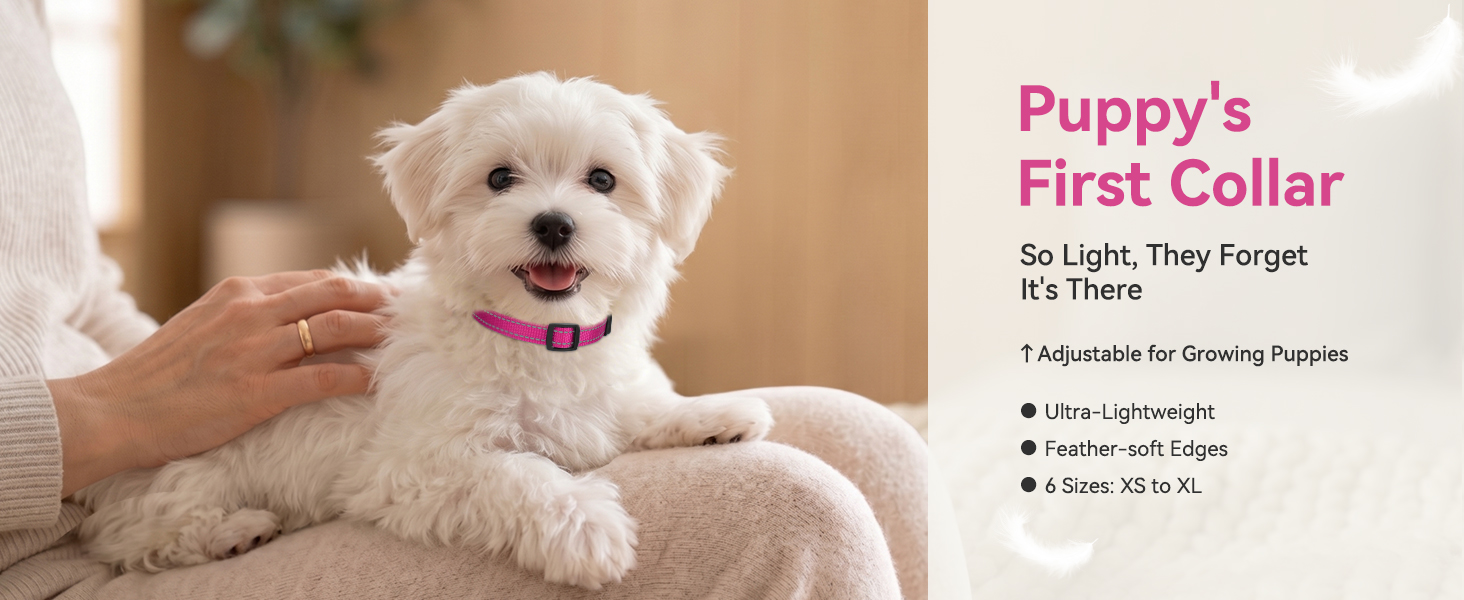small dog collar