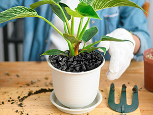 Horticultural Charcoal for Plants