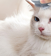 Electric Pet Massagers