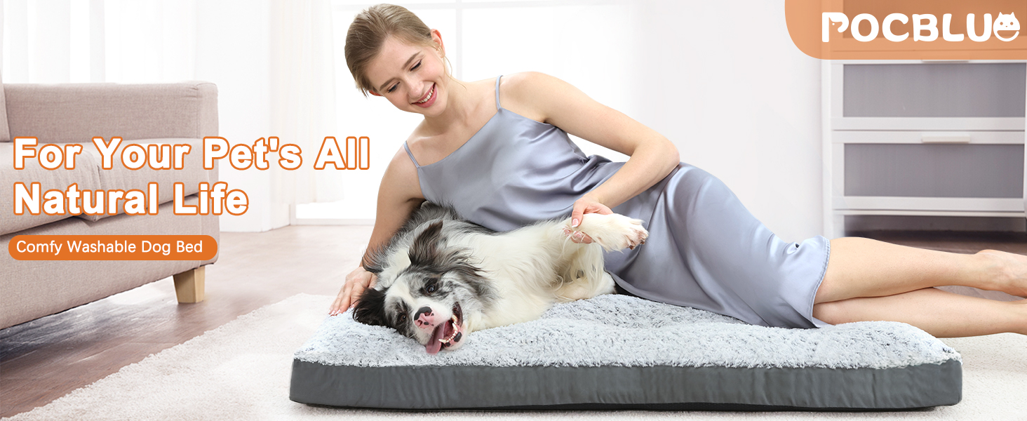 dog bed