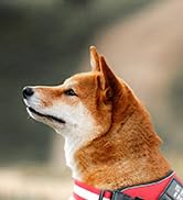 service dog vest red
