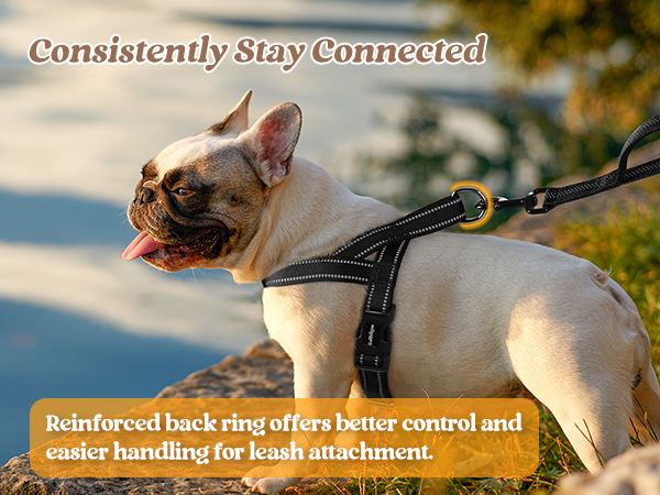 dog harness