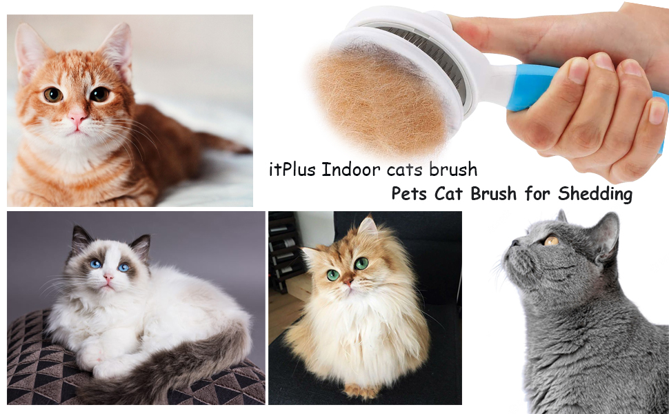 Cats grooming brush