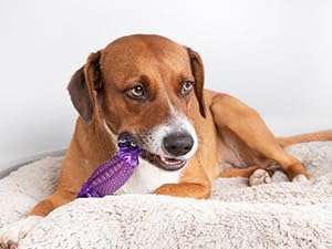 dog toys to keep them busy