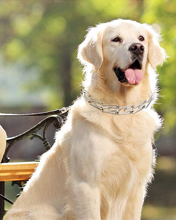 dog collar
