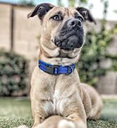 EXCELLENT ELITE SPANKER Reflective Dog Collar Classic Soft Padded Breathable Nylon Adjustable Pet...