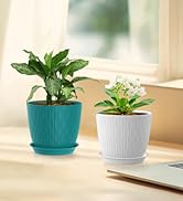 WSMKSZ 6 inch Flower Pots 5 Pack1