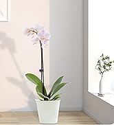 10Pcs Plant Support Stakes