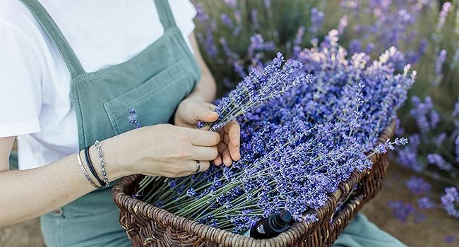lavender