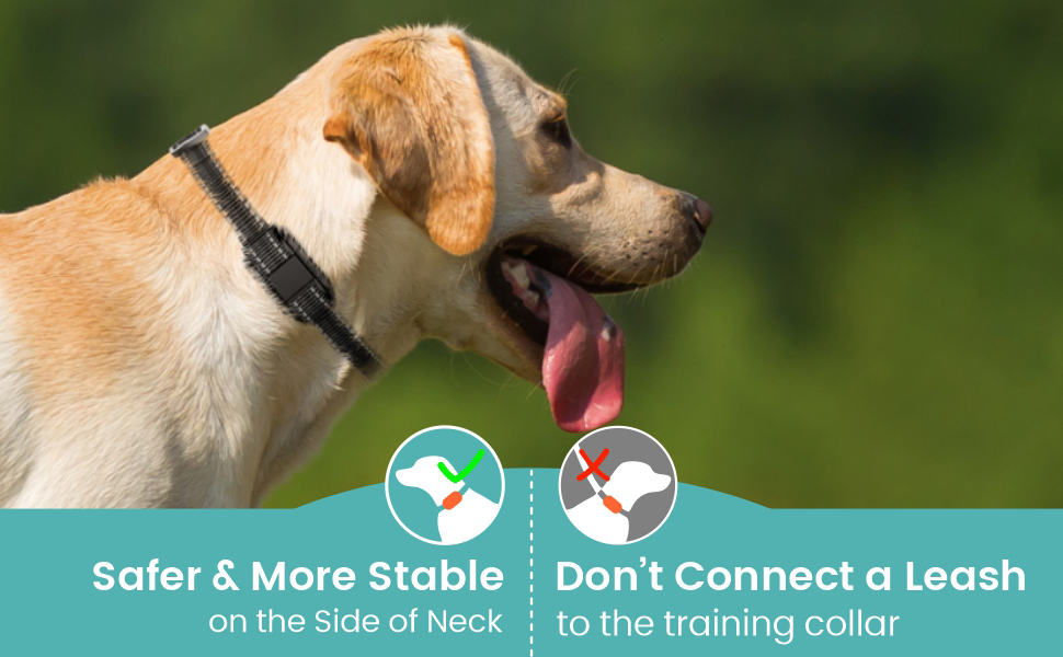 dog training collar
