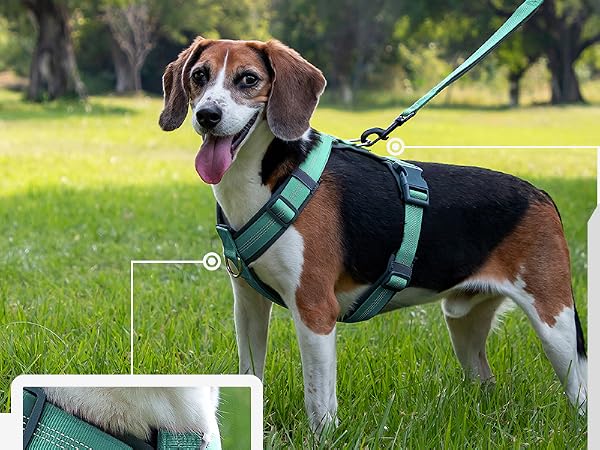 easy walk dog harness