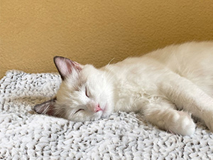self warming heating cat bed pad mat