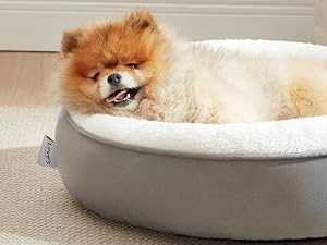 dog bed
