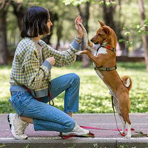 dog barking how to train a dog
