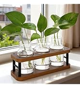 THYGIFTREE Plant Propagation Station with Wooden Stand, Propagation Vases Glass Planters for Indo...
