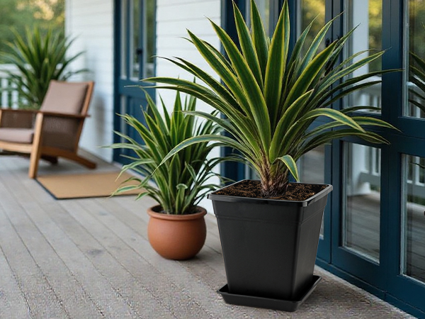 planter pots