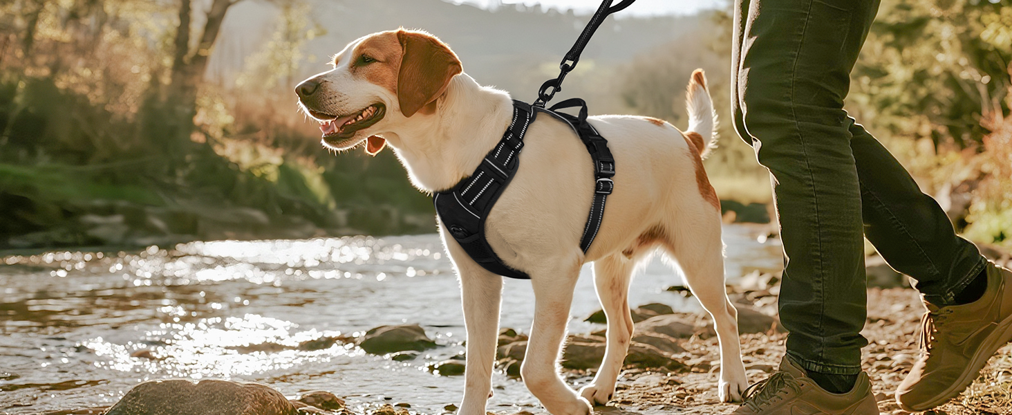 Classic dog harness