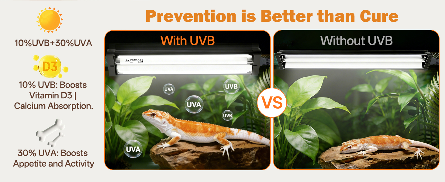 UVB Reptile Light can Vitamin D3 synthesis, calcium absorption, Metabolic Bone Disease prevention