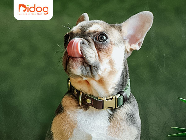 CP511 dog collars for small dogs