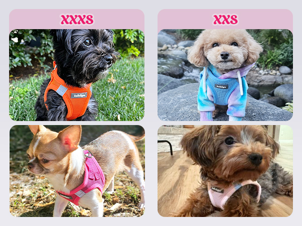 dog harness small dog