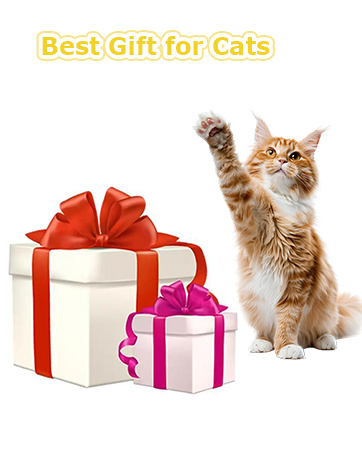 cat toy